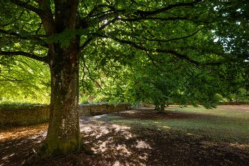 Early autumn scene in a park in Salisbury, Wiltshire, UK.  Trees with fallen leaves on the ground.
