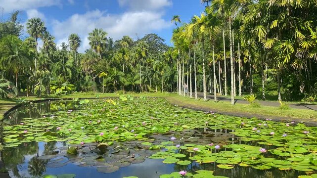 Victoria amazonica in Sir Seewoosagur Ramgoolam Botanic Garden