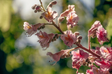 Red Horse Chestnut in bloom close up