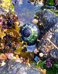 Colorful sea snail in tide pool