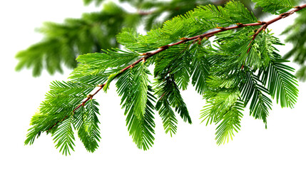 A close-up of a vibrant green Taxodium branch with delicate, feathery leaves against a transparent or bright white background.