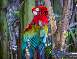 Scarlet Macaw the national bird of Honduras preening its feathers at an alligator farm in Florida.