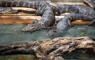 American Alligators basking in the sun at an alligator farm in Florida.