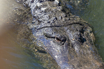 American Alligators basking in the sun at an alligator farm in Florida.