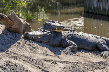 American Alligators basking in the sun at an alligator farm in Florida.