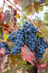 Obraz premium Ripe red grapes hanging on vine in autumn vineyard