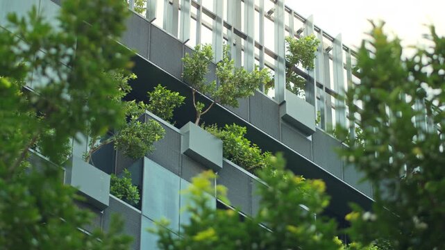 B roll Close-up of green tree with modern building in background &ndash; eco-friendly, sustainable architecture, green design and carbon dioxide reduction concept for urban environment