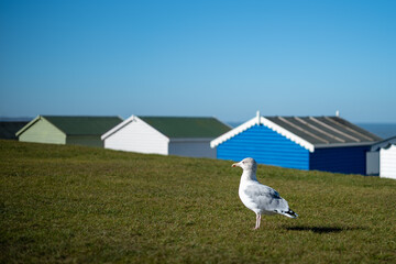 Herring gull standing in profile on green grass on a summer day. The top half of Blue, Green and white Beach huts are behind the bird and the sky is blue. The image has a mimalistic feel.