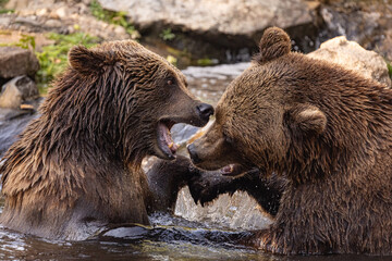 two Wild brown bear ,ursus arctos playing