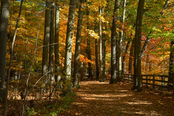 A leafy path through autumn woods runs along a fence in Rocky River Reservation, a Greater Cleveland Ohio metro park.