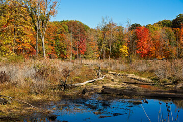 Wetland amid autumn foliage in the 