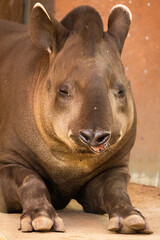 portrait of Tapirus terrestris