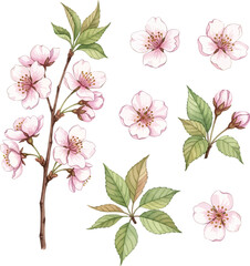 Watercolor Cherry Blossom Branch and Flowers Clipart Set