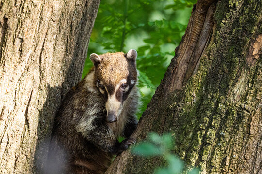 South American Coati, or Ring-tailed Coati Nasua nasua