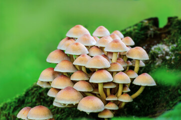 A close-up shot of a cluster of small yellow mushrooms growing on a mossy surface in the forest