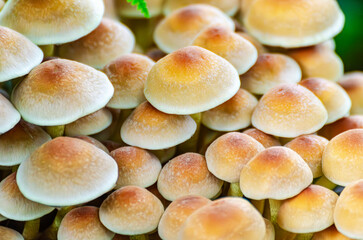 A close-up shot of a cluster of small yellow mushrooms growing on a mossy surface in the forest