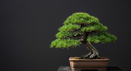 Serene miniature pine bonsai tree artfully sculpted and displayed against a stark dark background, bringing tranquility and natural elegance to any space.