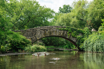 A rustic stone bridge spans a peaceful pond surrounded by lush green foliage in Central Park, New York City. Several ducks swim in the calm water, adding charm to the serene natural setting.