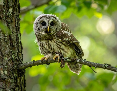 Young owl perched on a tree branch - Powered by Adobe