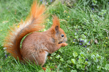 cute squirrel in green grass. A squirrel eats a nut in a summer city park. animal in nature