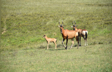close-up-wild-red-hartebeest-antelopes-protecting-calf-safari-south-africa