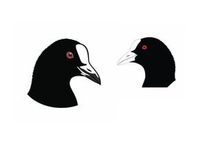 Coot up head side view۔