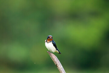 A beautiful Barn Swallow, with iridescent blue-black upperparts and a rusty throat and forehead, perches on a weathered branch against a softly blurred green background.