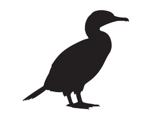  Cormorant side view in silhouette white background. 