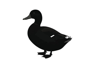 Duck in silhouette white background.