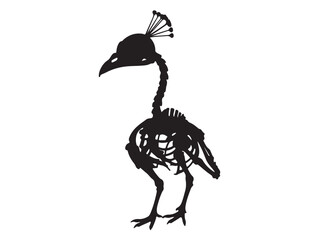 Peacock skeleton in silhouette white background.