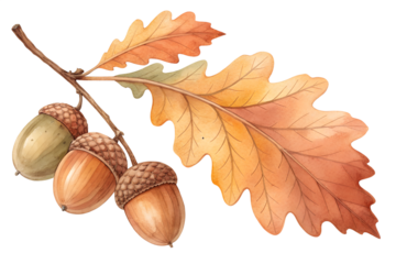 Watercolor illustration of acorns and an oak leaf in warm autumn tones, isolated on a white background. Hand-painted botanical style with soft textures, perfect for fall-themed designs, seasonal invit