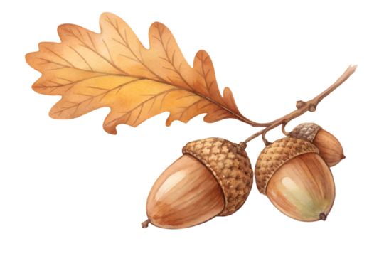 Watercolor illustration of acorns and an oak leaf in warm autumn tones, isolated on a white background. Hand-painted botanical style with soft textures, perfect for fall-themed designs, seasonal invit