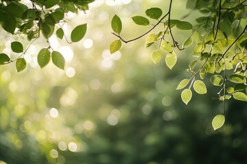 Green leaves glisten in sunlight near a serene forest backdrop