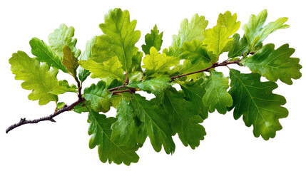 Oak branch with green leaves, isolated on a transparent or white background, showcasing natural detail and texture.