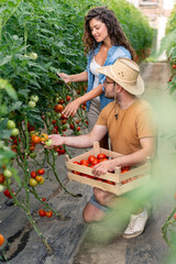 Natural light indoor greenhouse man and woman harvesting ripe red tomatoes in casual clothing