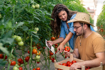 Happy Young Man And Woman Picking Ripe Tomatoes From Plants In Sunny Greenhouse Agriculture Setting