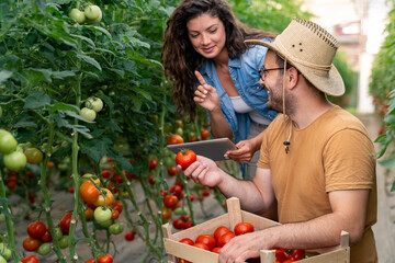 Young adult man and woman harvesting fresh tomatoes in greenhouse holding tablet and crate