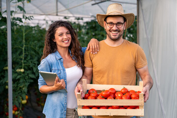 Smiling Young Couple Harvesting Fresh Red Tomatoes Together In Bright Agricultural Greenhouse With Lush Plants