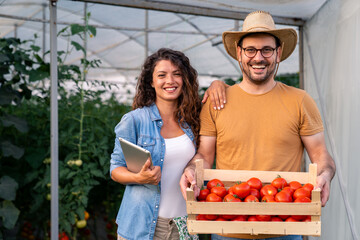 Outdoor greenhouse farming with man wearing hat and woman holding tablet carrying fresh red tomatoes