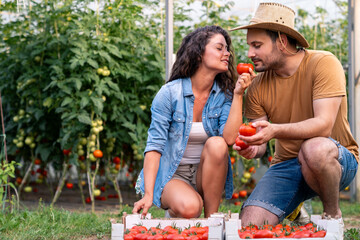 Outdoor greenhouse scene with young couple harvesting ripe red tomatoes in warm natural light