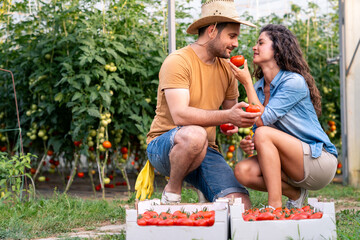 Man in Orange Shirt and Woman in Denim Shirt Harvesting Tomatoes Together in Greenhouse