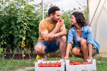 Man and Woman Gathering Fresh Red Tomatoes in Bright Greenhouse Wearing Casual Clothes