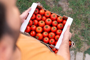 Young Adult Man Carrying Fresh Red Tomatoes in Cardboard Box Outdoors in Garden