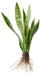 A snake plant with exposed roots is isolated against a transparent or white background, showcasing its foliage and root system.