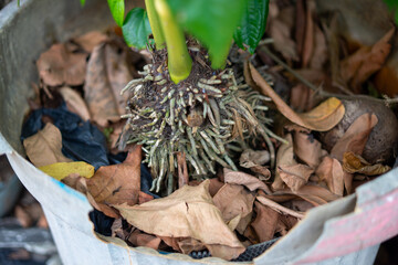 Close Up of Plant Roots in Old Container with Dried Leaves