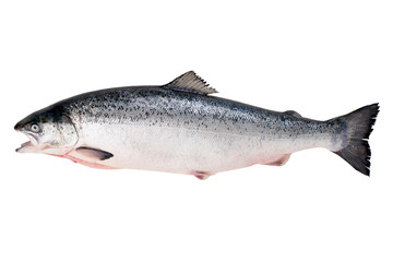 Naklejka premium Whole Raw Salmon Fish, isolated on white background