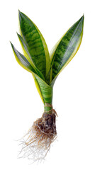 A snake plant with exposed roots is isolated against a transparent or white background, showcasing its foliage and root system.