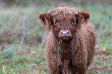 highland cow in the field