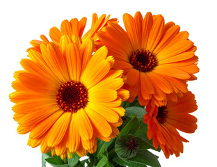 A vibrant bouquet of orange and yellow calendula flowers, beautifully arranged and isolated on a clean background, perfect for floral design, botanical projects, or nature-themed visuals. (2)