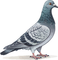 pigeon isolated on white background.